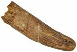 Fossil Spinosaurus Tooth - Real Dinosaur Tooth #305807-1